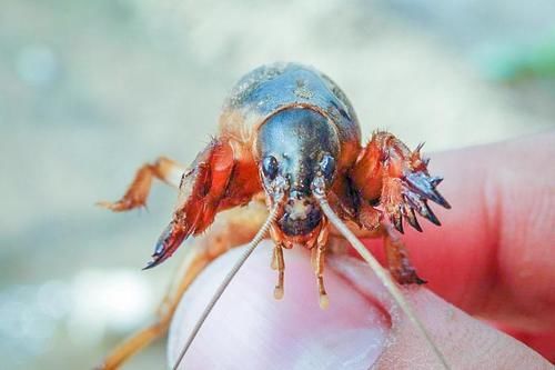  「庄稼」祸害庄稼力气大，以前被人讨厌，如今80块一斤，人称“