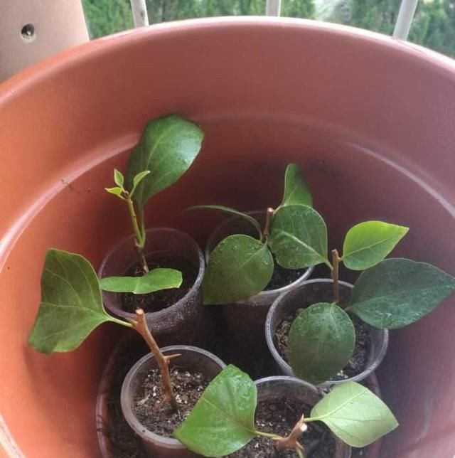  开爆：扦插三角梅，一个小诀窍，20天生根，半年就能开爆盆，花开不断