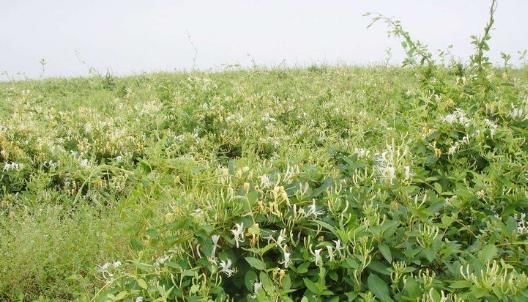  『味道』金银花用处大，味道香，在种植时我们应该要注意什么呢？