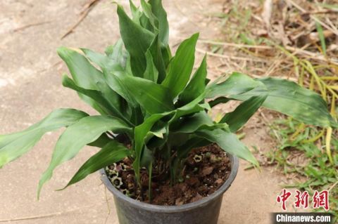  『抱蛋属植物』中国科研人员发现老挝植物新种——紫斑蜘蛛抱蛋