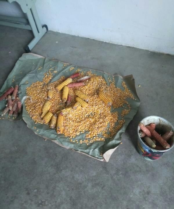  【自制】「自制鱼饵」窝料制作千千万，适合自己的才最佳