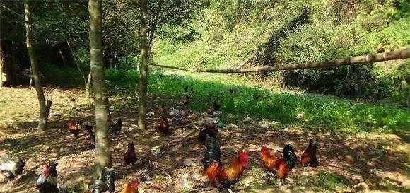  「生态」一只生态鸡卖180元，比普通鸡贵5倍，农民为啥还说生态