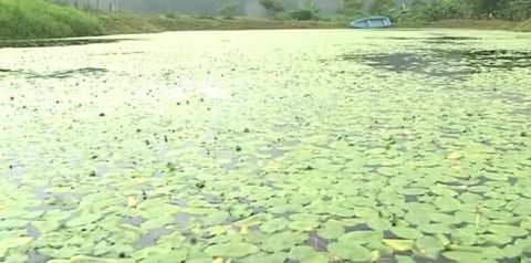 农村淤泥里长出来的野菜  真是闻所未闻