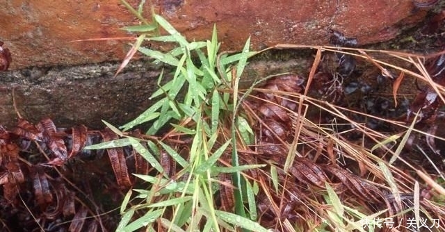 『路边』这野草,人称“金丝草”,叶子像竹叶,药用价值极高,遇到请珍惜
