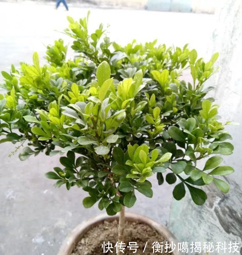 小妙■养花小妙招,花开爆满盆