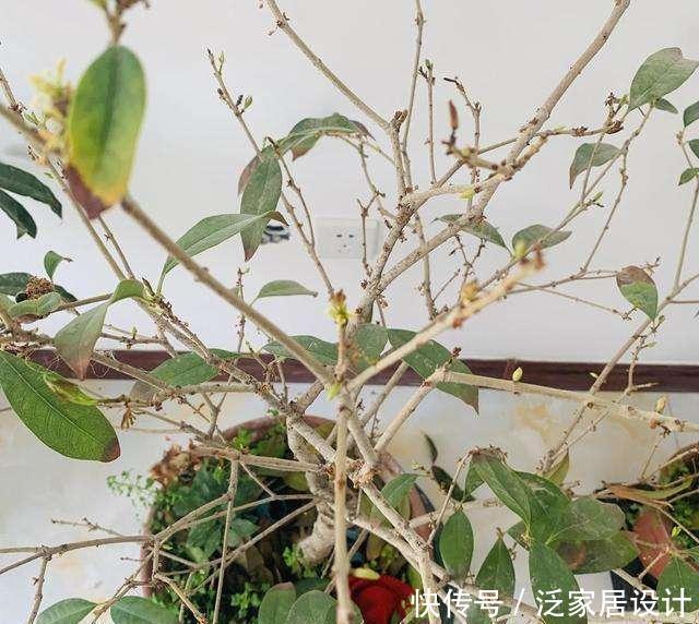  『桂花新芽出』桂花新芽呼呼冒？3个要点要记牢，缺少一个死翘翘