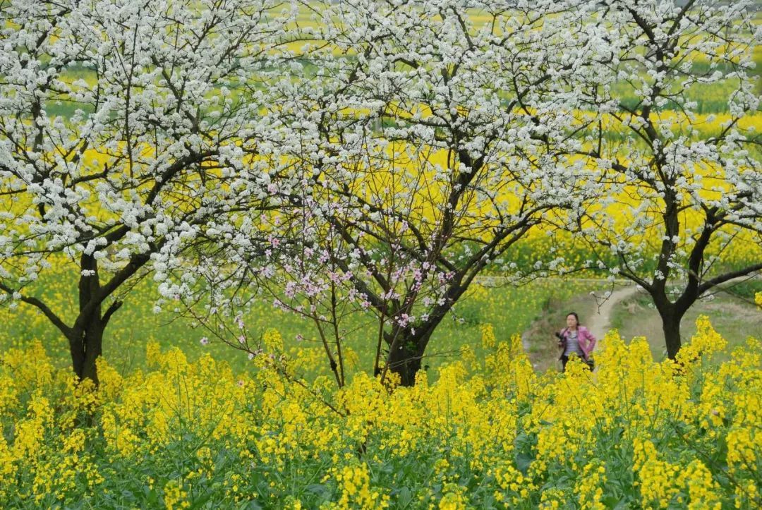 再过20天，中国将花开成海，错过再等一年