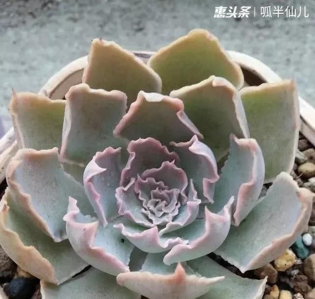 #上名#傻傻分不清的多肉,就看它这儿,一眼就能叫上名!