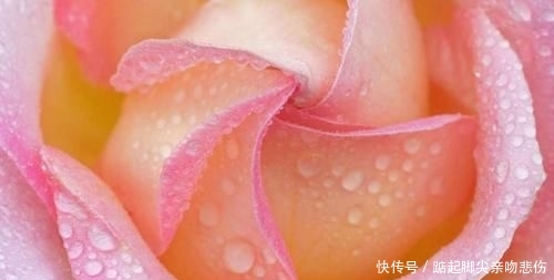 【原产于】旅行看世界:让人赞叹的花卉微距照片,以及在哪里能看到这些美景
