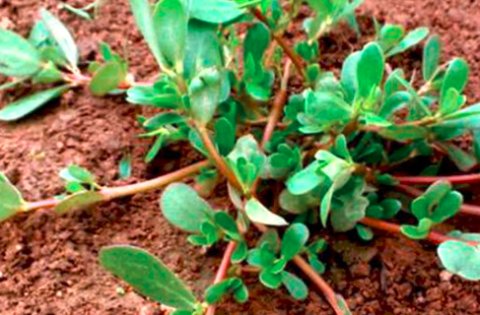 还记得农村田里那个叫“马齿苋”的东西吗？你还在吃吗？