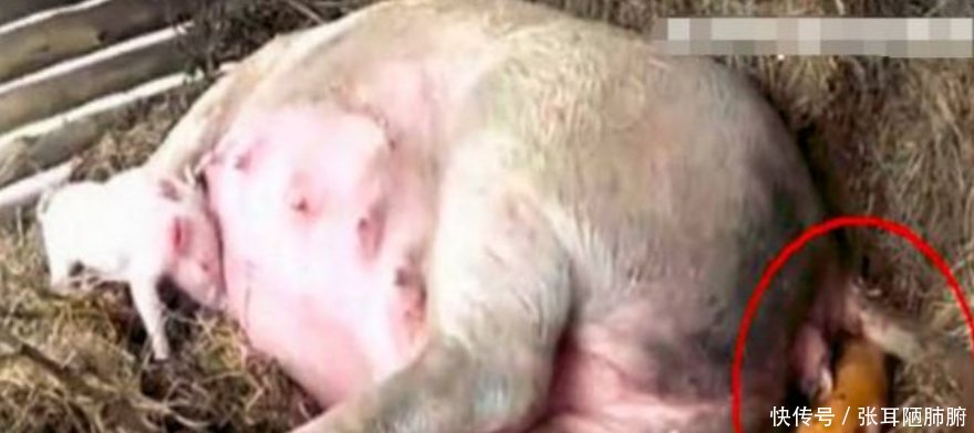 大妈早上去喂猪，发现猪圈里多了几团东西，细看后不淡定了