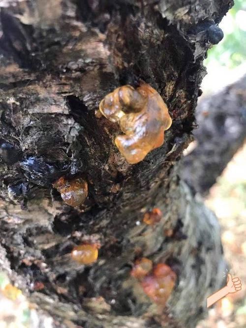  桃花@农村人叫它“桃花泪”，长在桃树上，以前没人要，现在80一斤