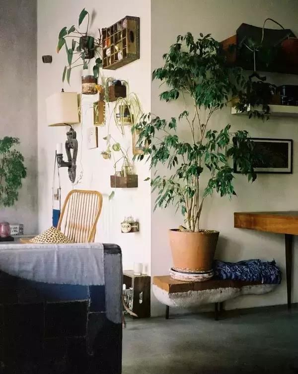  【自带】自带镇宅安家的30种大植物，满满都是安全感