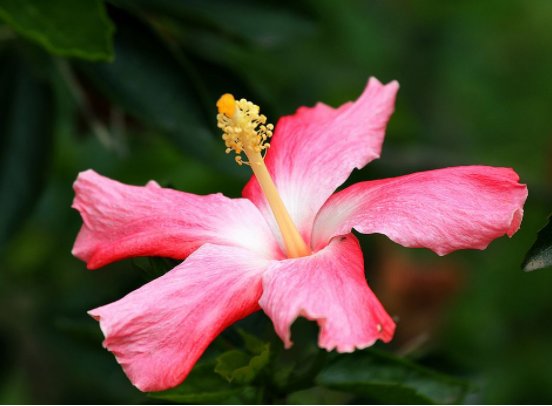  【艳丽】养花养个秀美好看的，开花多花期长，养在阳台花开成瀑，花朵艳丽