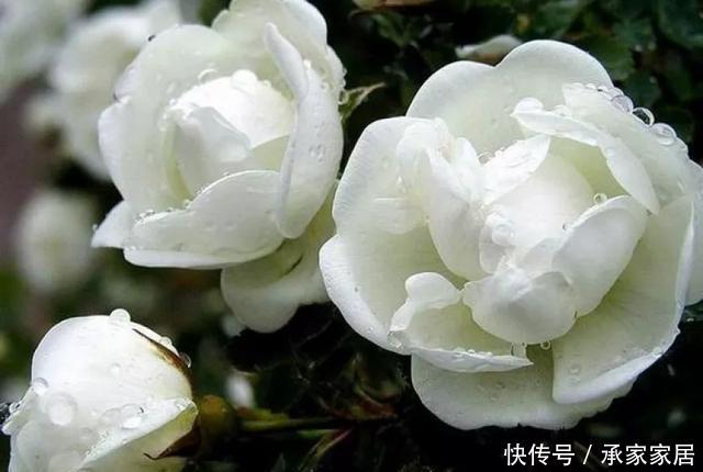  保活：养花小技巧：养花全靠1句话，100%保活！