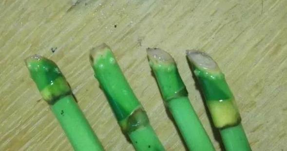 富贵竹■养花偏爱水培植物？就栽种招财富贵竹，注重4点枝叶繁茂、根壮