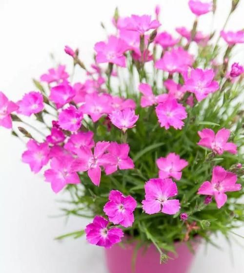 「种子」1种花别错过,盆中撒点“种子”,出芽快,一年四季花开不断!