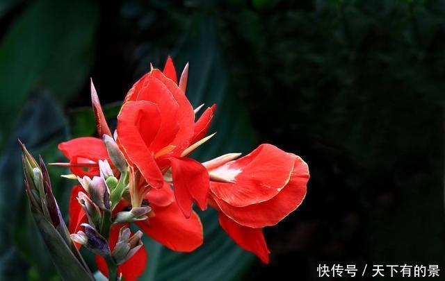 『机器』3种花开花能力强易爆盆,被称为“开花机器”,好养易活颜色鲜艳