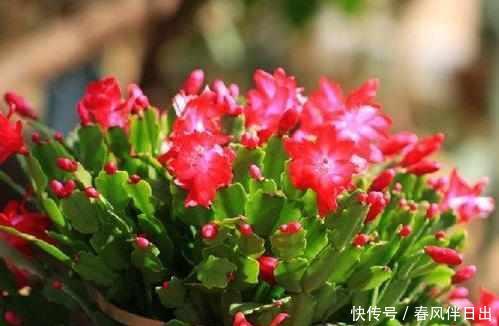 『盆里』这2种花“偷”片叶子“扔”盆里,10天就冒根,2个月就能爆盆!