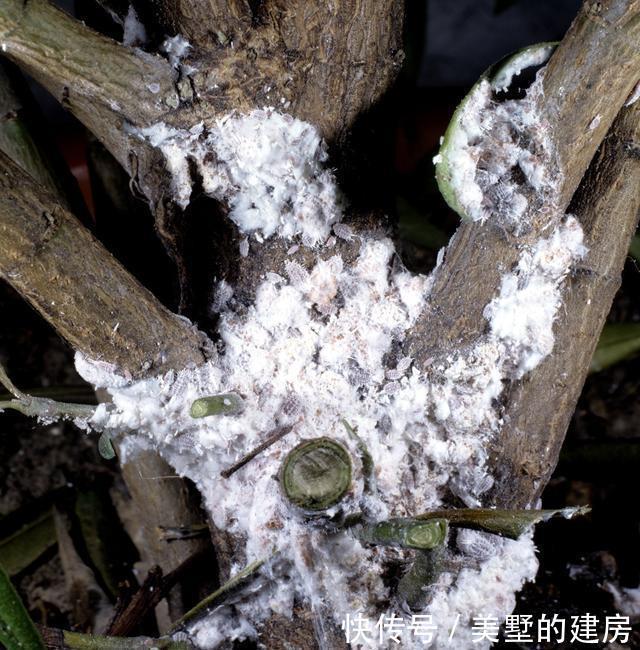 绿植|介壳虫成灾?别担心,这些方法轻松治愈你心爱的绿植!