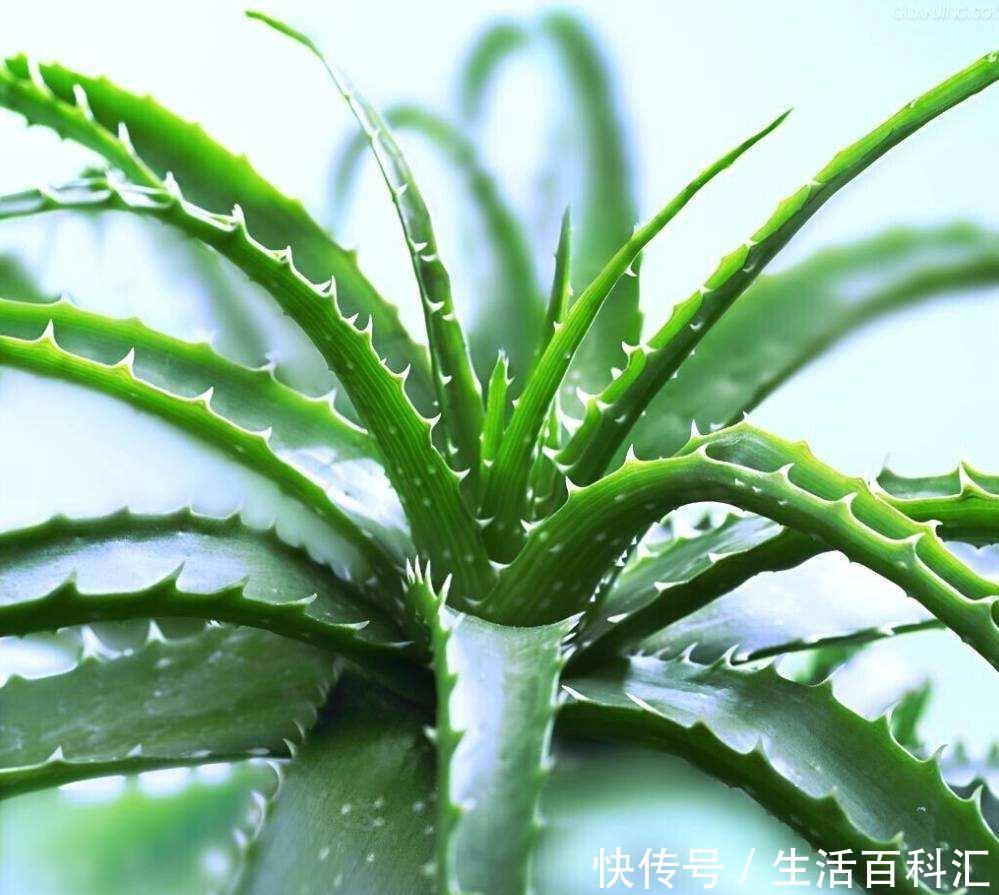  『身体』家里万万要养这几种植物，聪明人都懂，难怪家人身体越住越健康