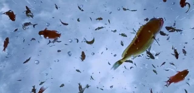 世界会下“海鲜雨”的国家，万条活鱼流入空中降落，是好还是坏？