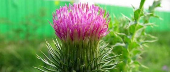 农村地上的“刺草”,农民对其没有好感,可如今却能卖10元一斤！