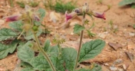  『白毛』植株覆盖“白毛”的野草，根部价值高，现在都在种植