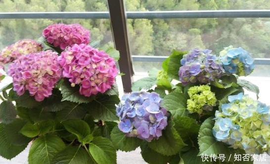 #扦插#想扦插绣球花，教你一个小技巧，不用生根液，也能够长满根