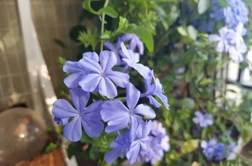  「蓝雪」这花春天长最快，俩月爬满一面墙，从3月开到11月！