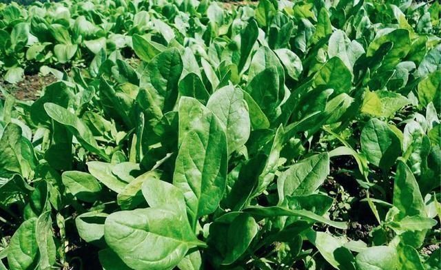  「蔬菜」北方春天吃什么时令蔬菜好？老厨师说：10种露地应季蔬菜可多吃！