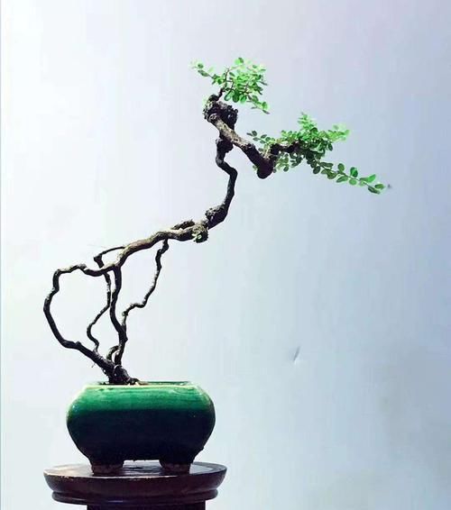  格木■山格木盆景能在北方养护吗，养护需要注意什么？