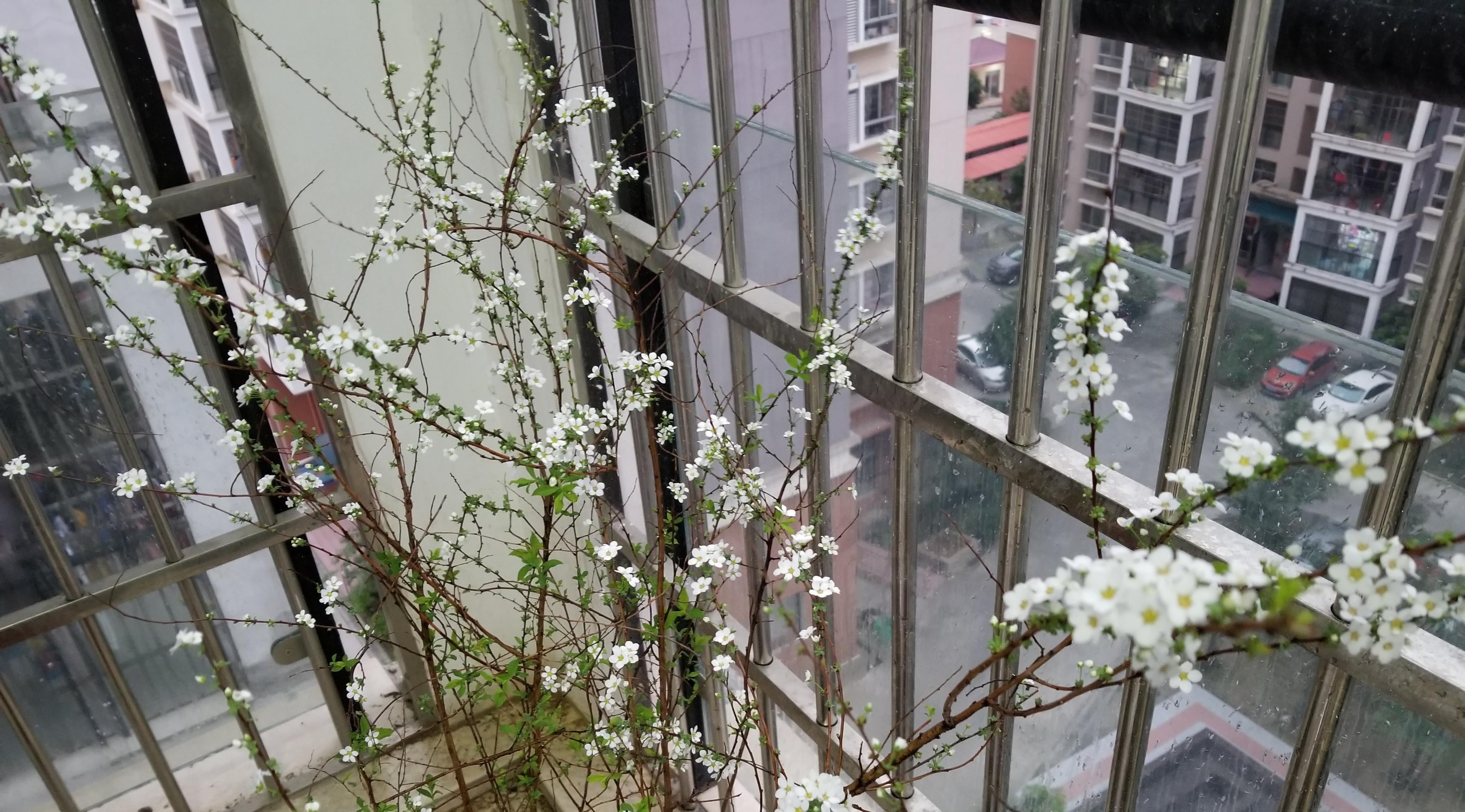  [雪柳花]新型观赏花木，花似白雪，开花多、花期长，盆栽也可以，值得拥有