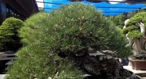 岁寒三友,一组松树盆景佳作欣赏