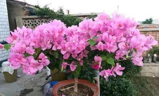  『催花』养殖三角梅用什么肥料好？生长靠黄豆肥，催花用上磷酸二氢钾