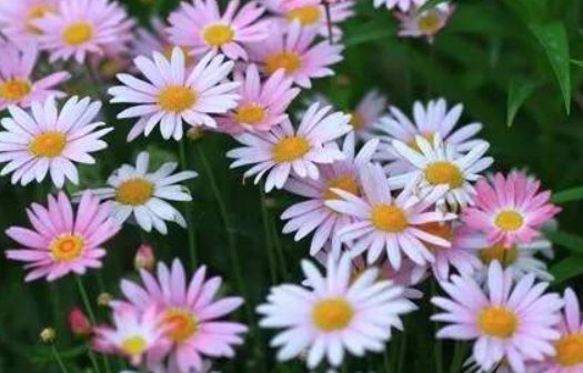  『养花』养花养个花量大的，花开一簇一簇，美观又大气，开花就成了花海