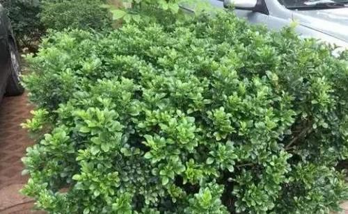  水里■绿化带里剪根枝，丢水里7天就生根，1个大花盆还装不下！