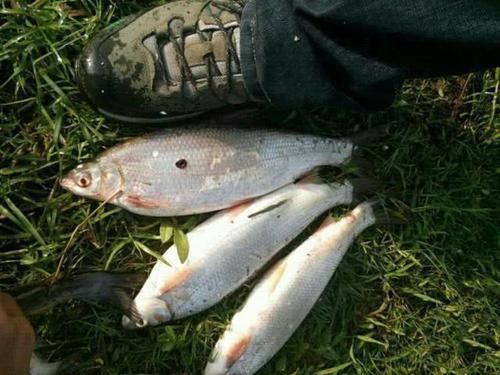  nbbrs_此鱼2两左右的最好吃，嘴巴属于天包地，非常考验钓鱼人的技术