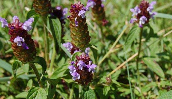  夏枯草|昔日农村很常见的1种药材，现野生不多见，农民地里却有