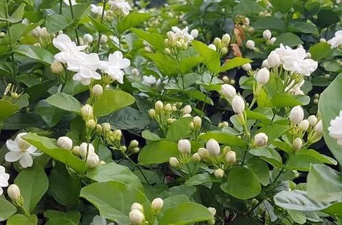  #泡水#这10种花，能泡水喝，又自带香味，还能煲粥做菜，你家阳台有几种