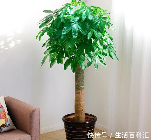 养花|养花就是为了好兆头,招财树、发财花过年安排上,好看又好养