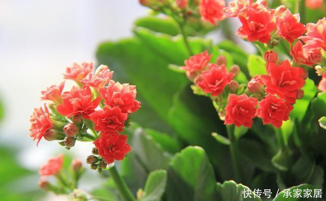 会进入半休眠|家里养了这“5种”花的,夏天要少浇水,不然一周内必挂
