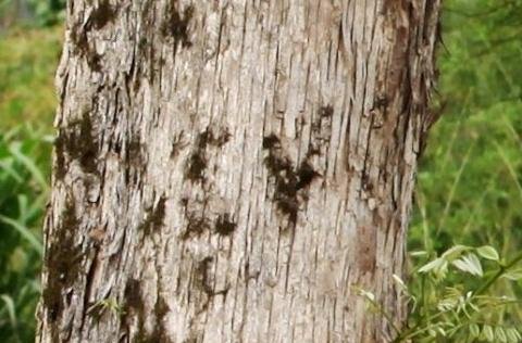 世界上最委屈的树，价值比紫檀木还高，在农村却被拿来当柴烧