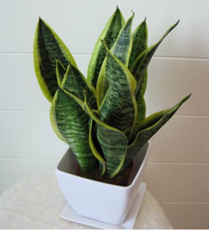  拥有@养花养个好看的，丢在阳台变花海，花香沁人心扉，值得拥有