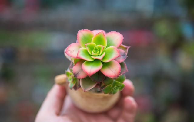  [青蓝紫]多肉植物中的“红橙黄绿青蓝紫”，各养一盆，彩虹到家