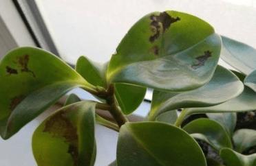 新宠|家居新宠豆瓣绿养护“小技巧”,家里养一盆,枝叶浓密又碧绿