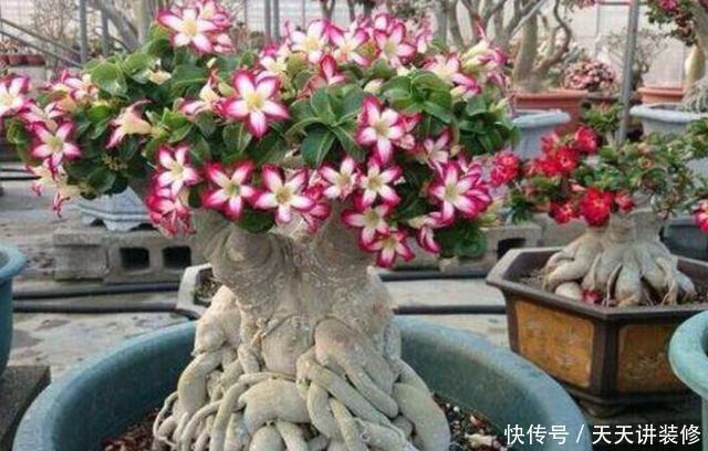 阳光|家里养4种花,不能缺少阳光,光照越充足开花越多,花色更鲜艳