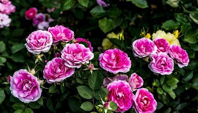  「爆花」藤本月季“爆花”进行时，笋芽萌发，如何施肥？