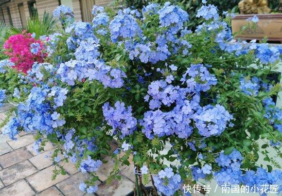 「花瓣」蓝雪花要“放养”,夏天使劲晒,“肥水”浇灌,蓝色花瓣开满墙