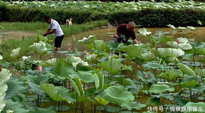  白莲■农村的水里长着一种庄稼，它的果实是莲花的宝藏，每公斤3
